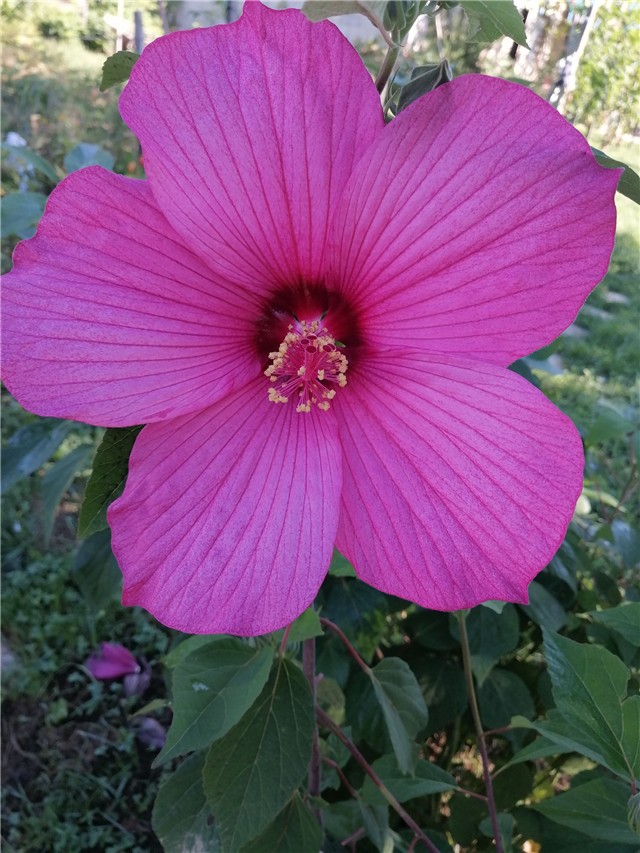 Mocvarni hibiskus