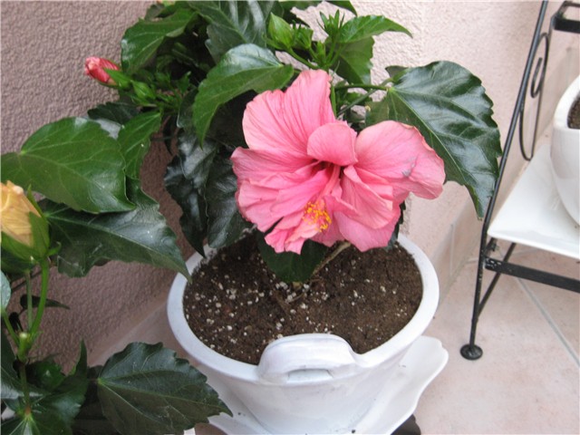 hibiskus