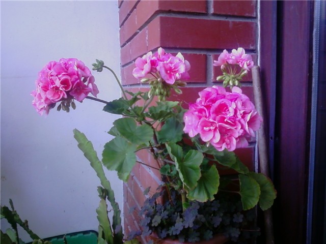 Pelrgonija roza