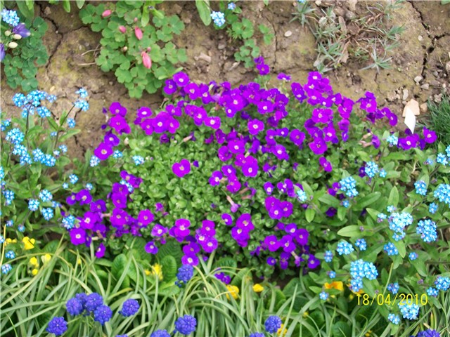 jastučac%20-%20lat.%20aubrietia