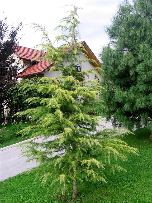 Cedrus deodara Auera - Himalajska Cedra