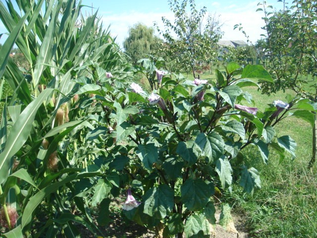 datura