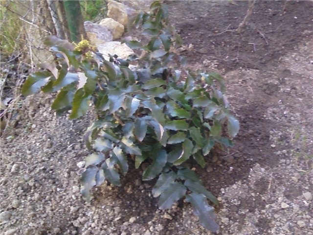 mahonia2