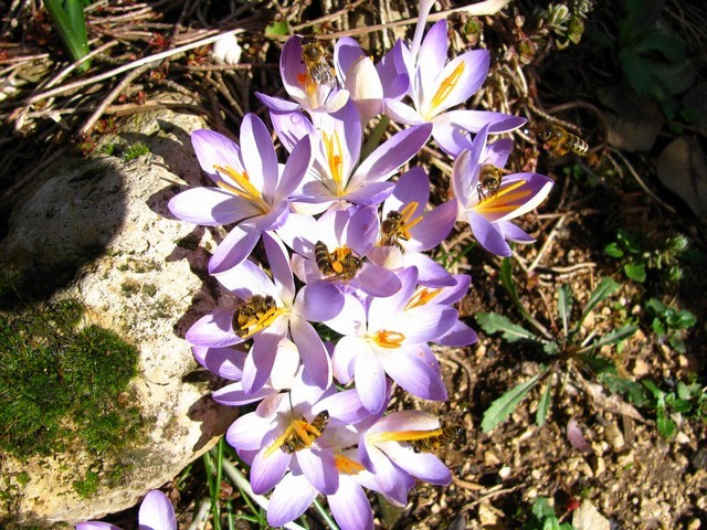 Crocus