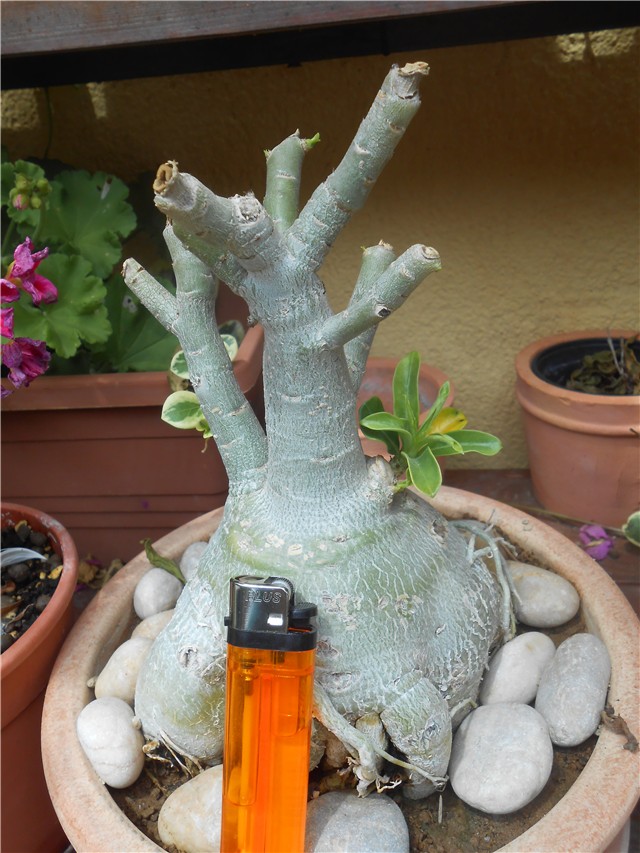 Adenium