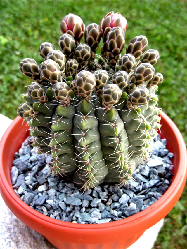 Gymnocalycium 