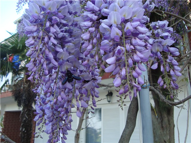glicinija