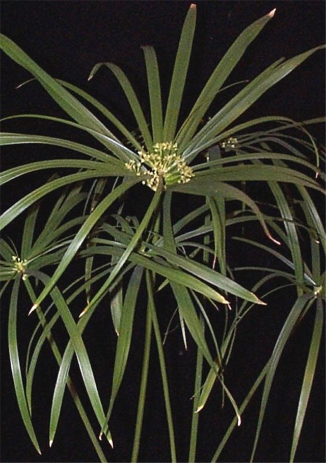 Ciperus