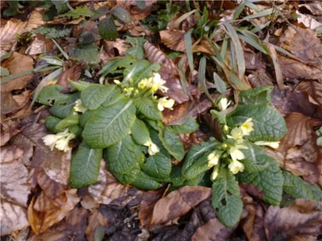 Primula vulgaris