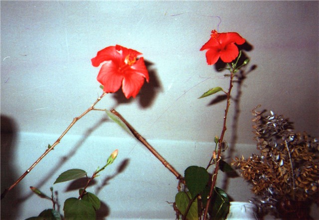 hibiskus