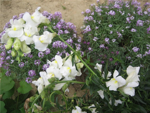 Zijevalica bijela