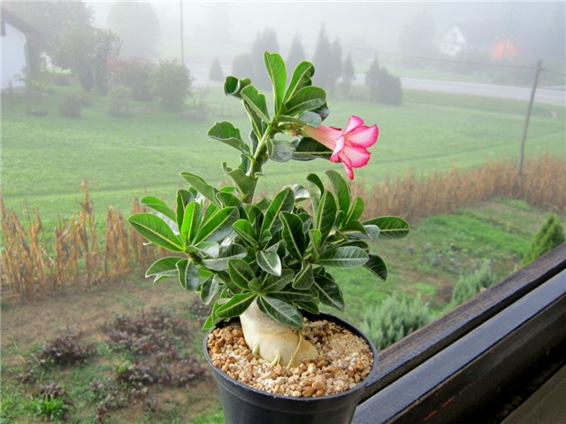 Adenium obesum - sijanc, ožujak 2012