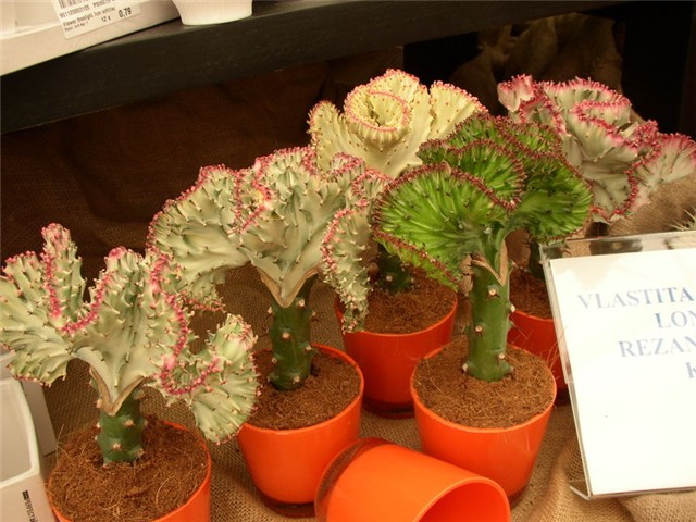Flora Art Zagreb