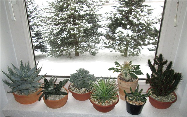 succulents