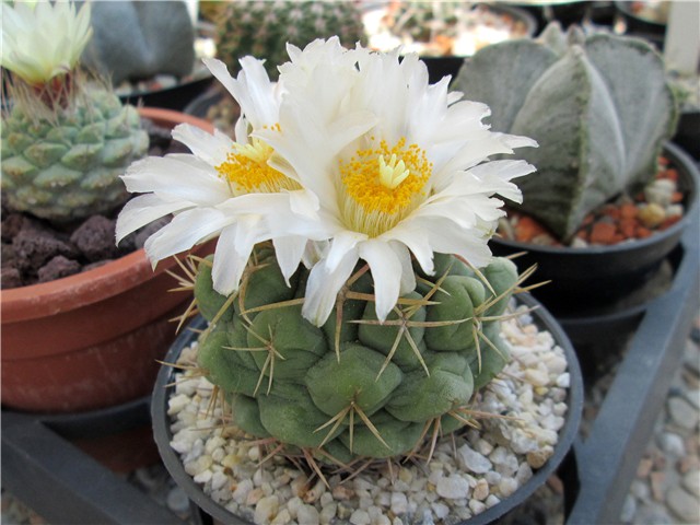 Thelocactus hexaedrophorus  