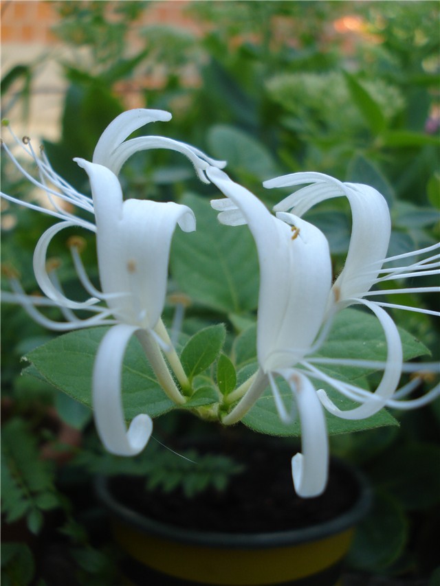 Lonicera