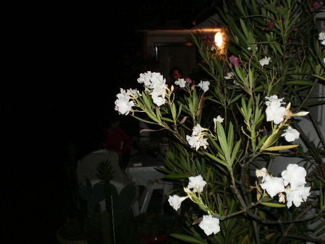 oliander noću