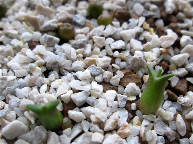 Astrophytum caput medusae                           