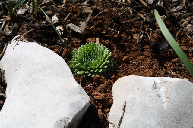 Sempervivum arachnoideum