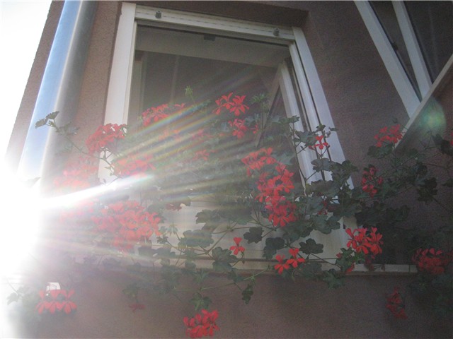 pelargonije