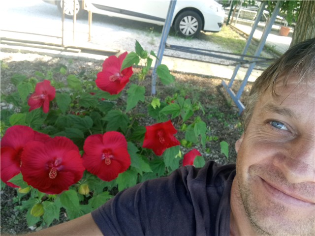 hibiscus