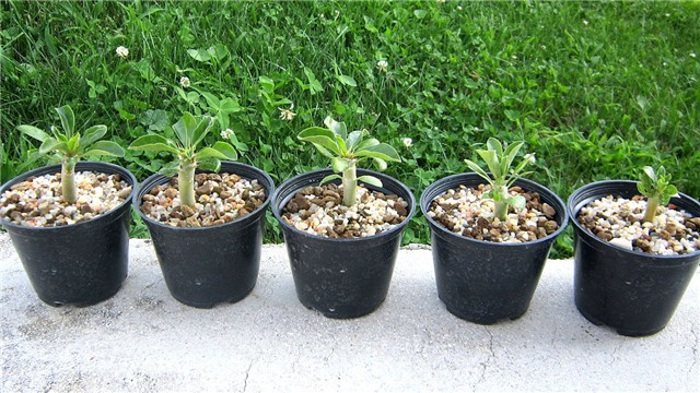 pachypodium saundersii