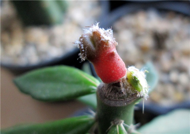 Pereskiopsis astrophytum