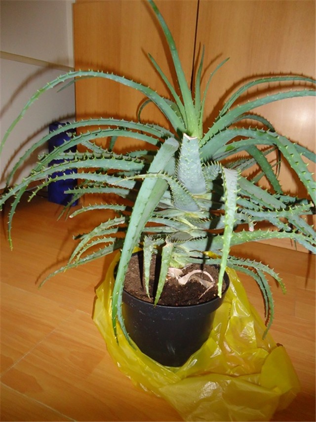 arberescens 3