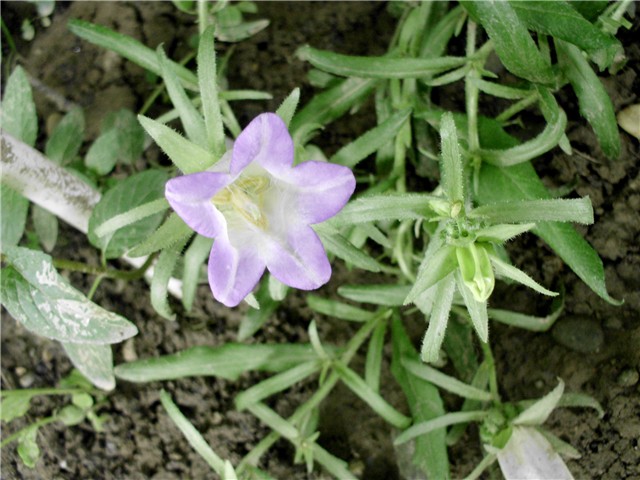 kampanula1