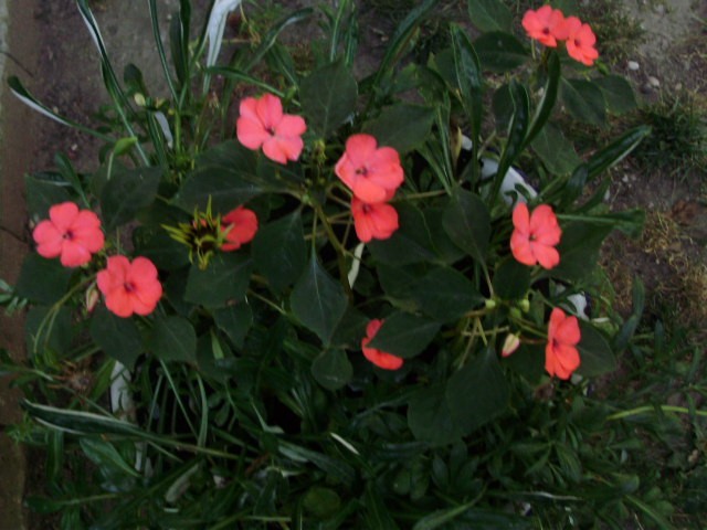 vodenika%20-%20lat.%20impatiens