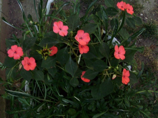 vodenika - lat. impatiens