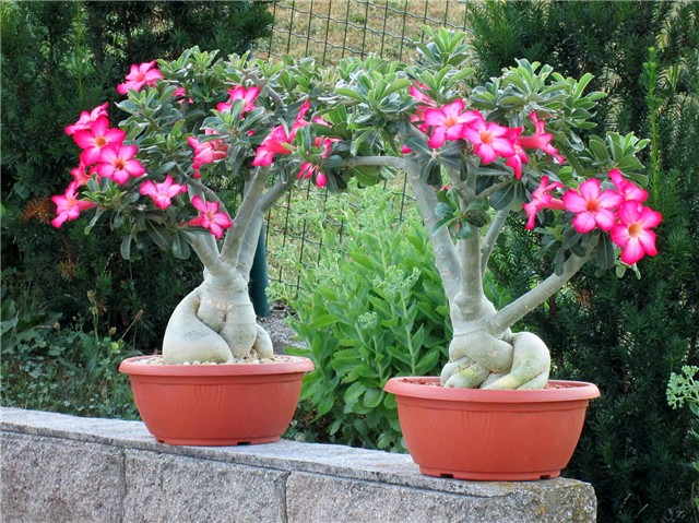 Adenium obesum
