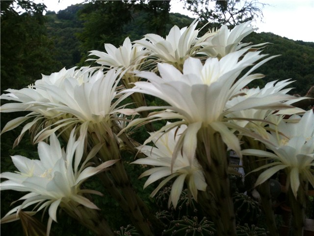 echinopsis