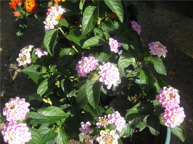 Lantana /1