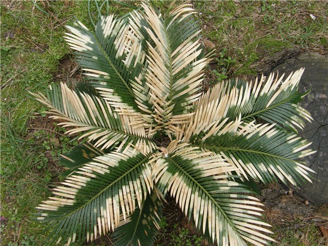 Cikas palma, oštećeni listovi