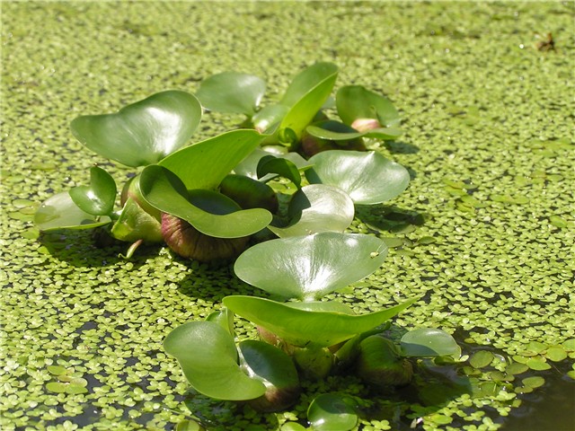 Eichornea crassipes