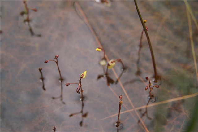 utricularia_minor