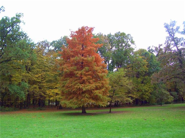 Maksimir