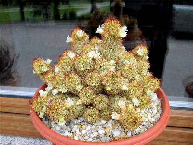 mammillaria elongata
