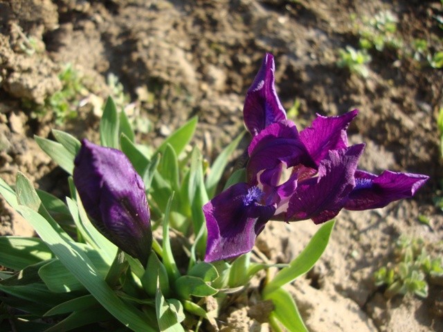 IRIS 