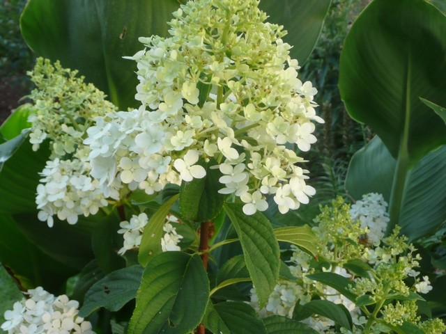 hortenzija