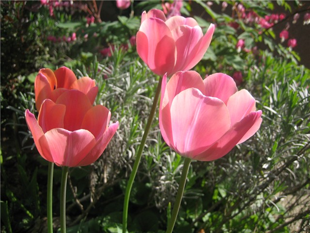 Tulipani