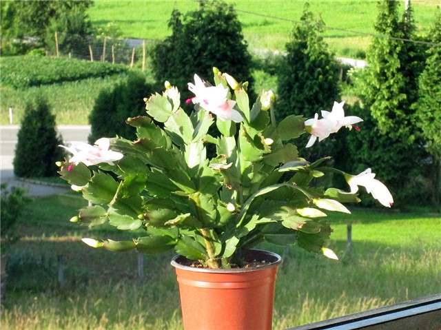 Schlumbergera truncata