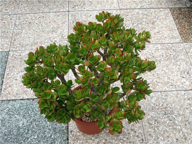 Crassula ovata