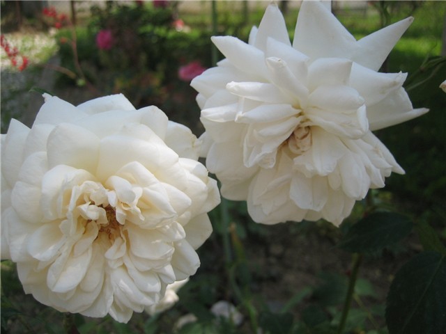 Bijeložuta ruža 1.