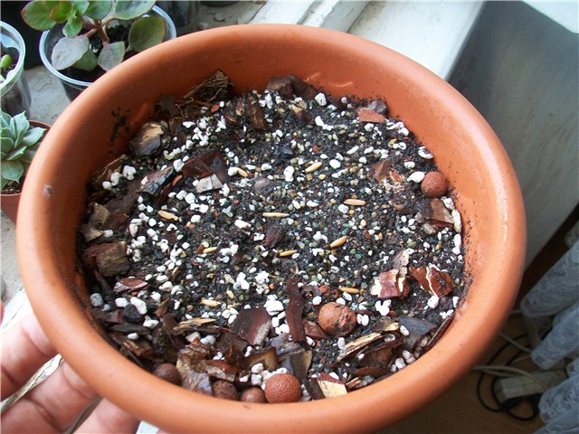 Adenium obesum sjeme