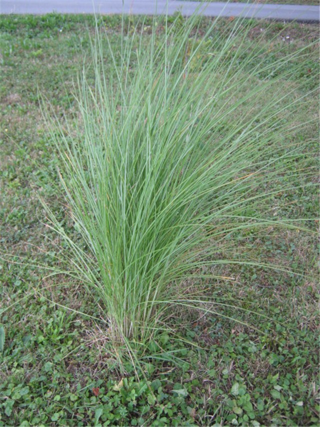 kineski šaš