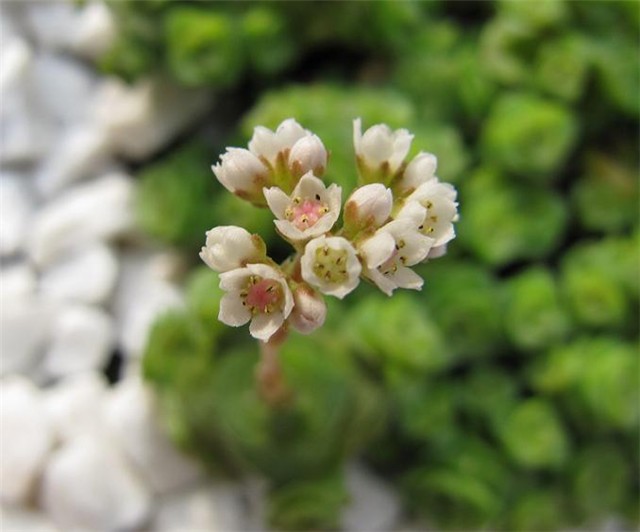 Crassula socialis - cvijet