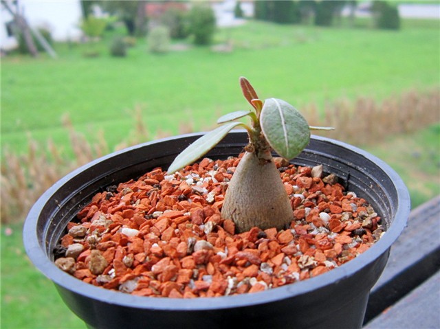 Adenium socotranum