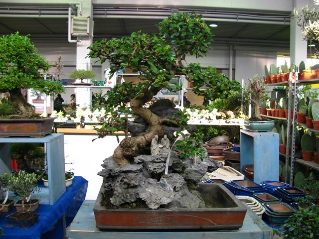 Bonsai